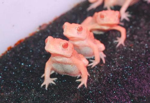 蝌蚪网国产,蝌蚪网引领绿色科技新潮流